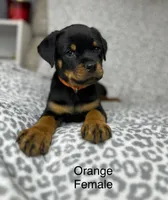 Orange Collar Female , a female Rottweiler for sale in Asheboro, NC – 1 of 6