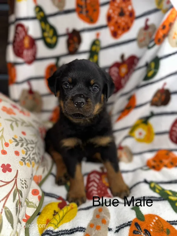 Blue Male  – Rottweiler puppy for sale in Asheboro, NC