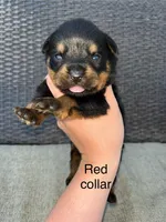 Red Collar Male , a male Rottweiler for sale in Asheboro, NC – 1 of 4