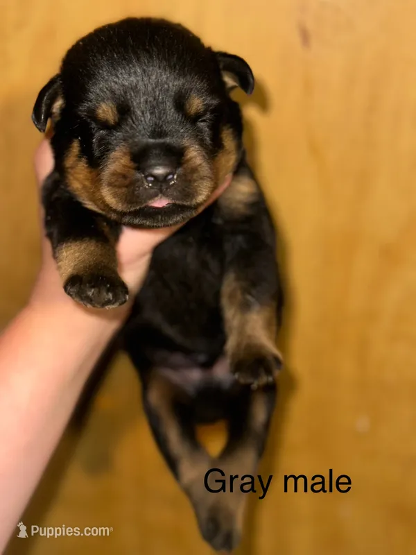 Gray Male  – Rottweiler puppy for sale in Asheboro, NC