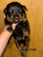 Gray Male , a male Rottweiler for sale in Asheboro, NC – 1 of 3