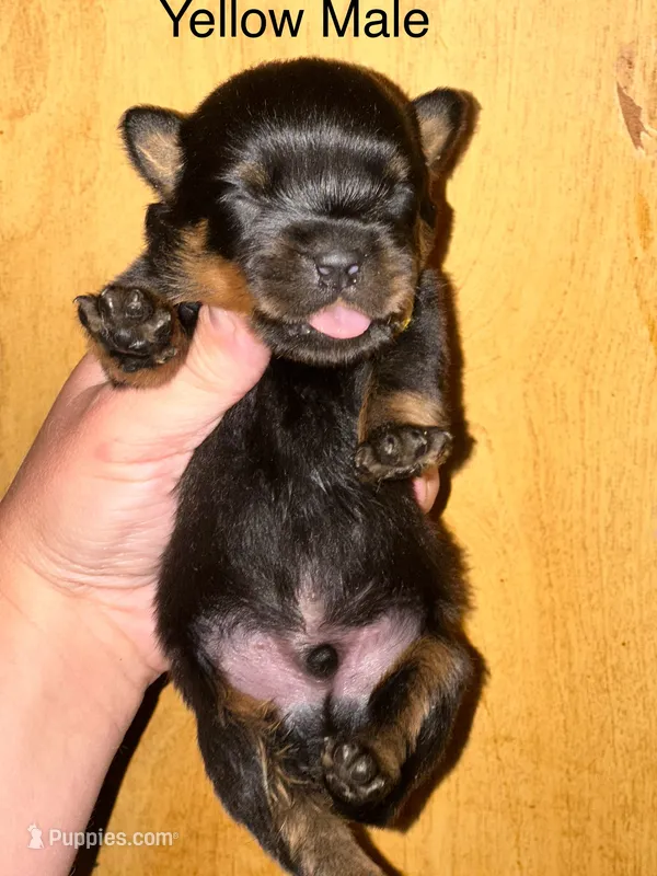 Yellow male  – Rottweiler puppy for sale in Asheboro, NC