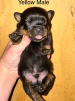 Yellow male , a male Rottweiler for sale in Asheboro, NC – 1 of 3