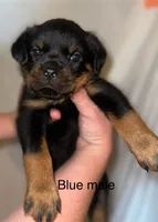Blue Male , a male Rottweiler for sale in Asheboro, NC – 1 of 1