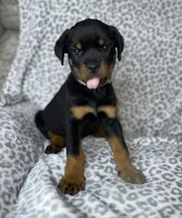 Light Pink Collar Female , a female Rottweiler for sale in Asheboro, NC – 2 of 7