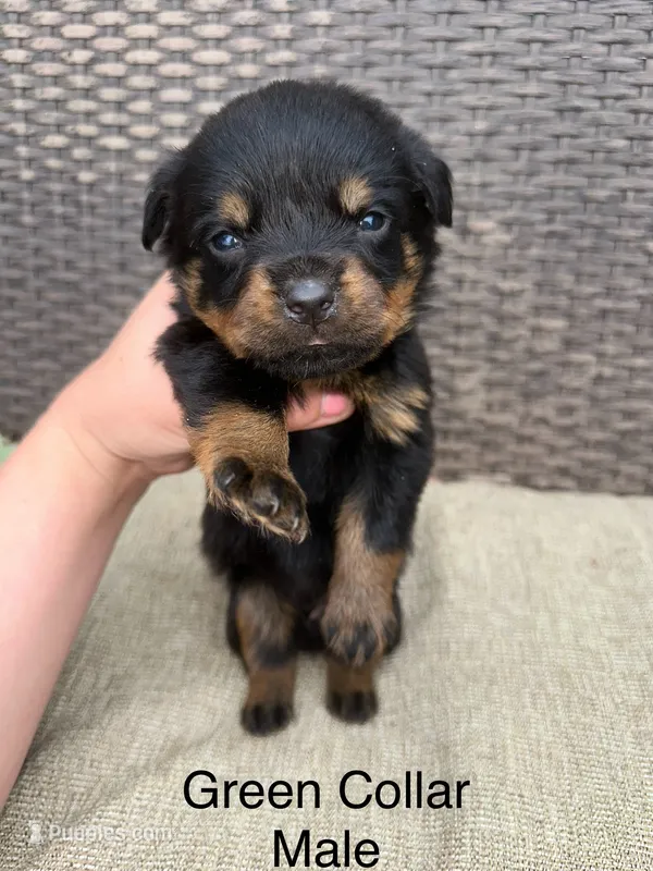 Green Collar Male  – Rottweiler puppy for sale in Asheboro, NC