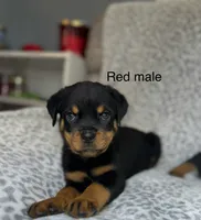 Red Collar Male , a male Rottweiler for sale in Asheboro, NC – 6 of 6