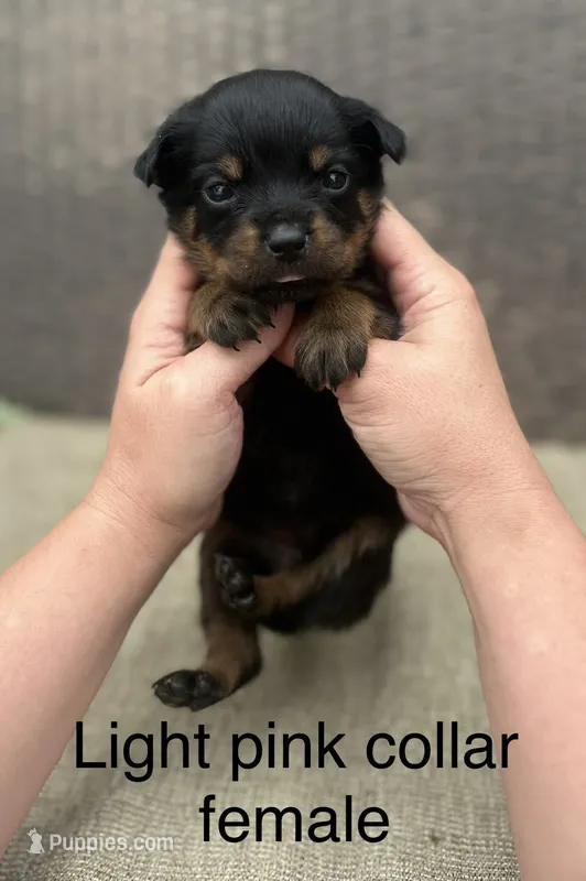 Light Pink Collar Female  – Rottweiler puppy for sale in Asheboro, NC