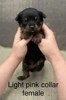 Light Pink Collar Female , a female Rottweiler for sale in Asheboro, NC – 1 of 5
