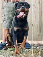 Gray Male , a male Rottweiler for sale in Asheboro, NC – 3 of 3