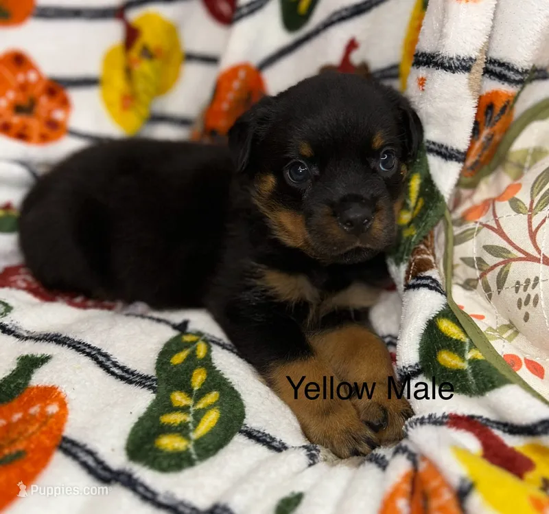 Yellow male  – Rottweiler puppy for sale in Asheboro, NC