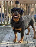 Green Collar Male , a male Rottweiler for sale in Asheboro, NC – 4 of 4