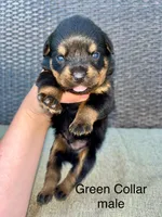 Green Collar Male , a male Rottweiler for sale in Asheboro, NC – 1 of 4