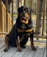 Green Collar Male , a male Rottweiler for sale in Asheboro, NC – 3 of 4