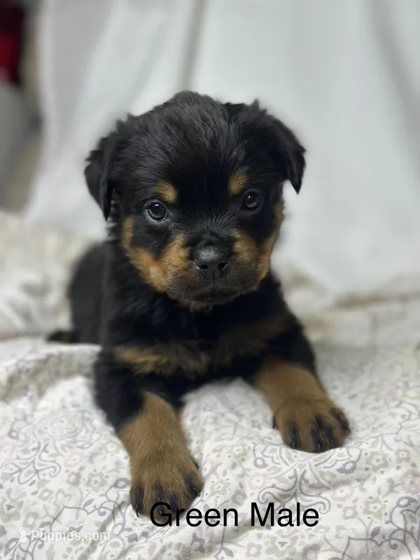 Green Collar Male  – Rottweiler puppy for sale in Asheboro, NC