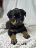 Green Collar Male , a male Rottweiler for sale in Asheboro, NC – 1 of 7