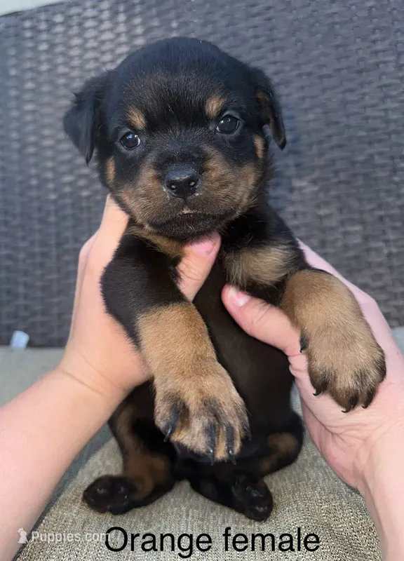 Orange Collar Female  – Rottweiler puppy for sale in Asheboro, NC