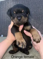 Orange Collar Female , a female Rottweiler for sale in Asheboro, NC – 2 of 7