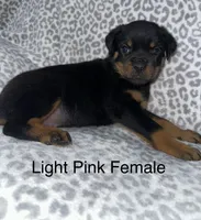 Light Pink Collar Female , a female Rottweiler for sale in Asheboro, NC – 4 of 7
