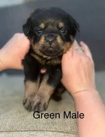 Green Collar Male , a male Rottweiler for sale in Asheboro, NC – 2 of 7