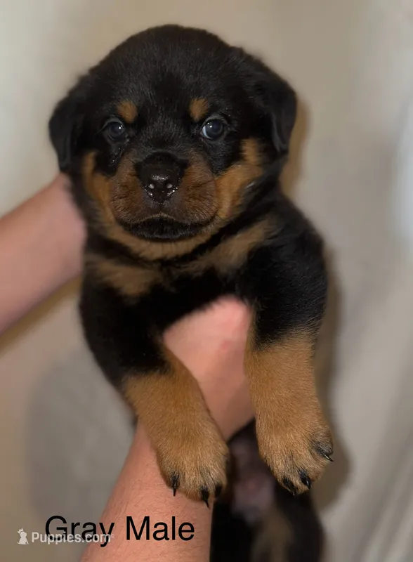 Gray Male  – Rottweiler puppy for sale in Asheboro, NC