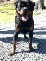 Orange Collar Female , a female Rottweiler for sale in Asheboro, NC – 2 of 4