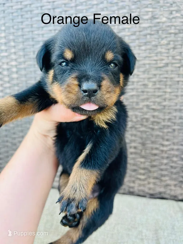 Orange Collar Female  – Rottweiler puppy for sale in Asheboro, NC