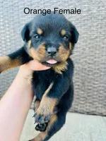 Orange Collar Female , a female Rottweiler for sale in Asheboro, NC – 1 of 4