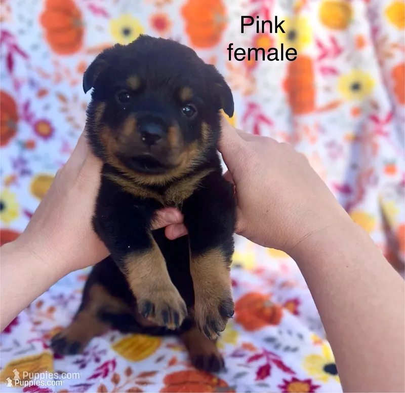 Pink female  – Rottweiler puppy for sale in Asheboro, NC