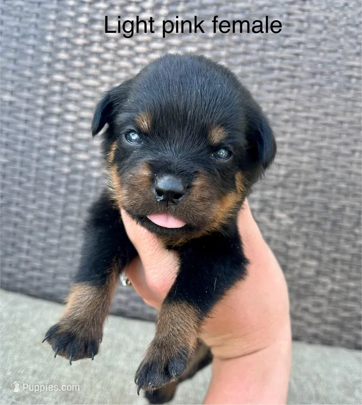 Light Pink Collar Female  – Rottweiler puppy for sale in Asheboro, NC