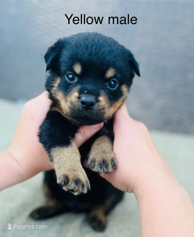 Yellow Collar Male  – Rottweiler puppy for sale in Asheboro, NC