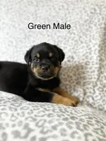 Green Collar Male , a male Rottweiler for sale in Asheboro, NC – 2 of 6