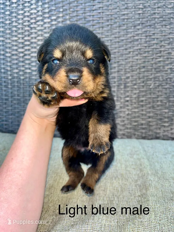 Light Blue Collar Male  – Rottweiler puppy for sale in Asheboro, NC