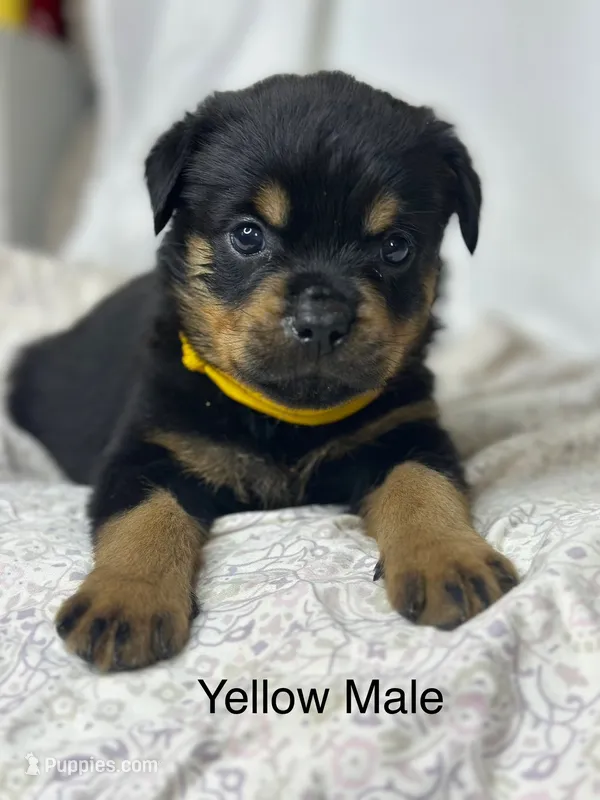 Yellow Collar Male  – Rottweiler puppy for sale in Asheboro, NC