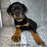 Light Pink Collar Female , a female Rottweiler for sale in Asheboro, NC – 1 of 7