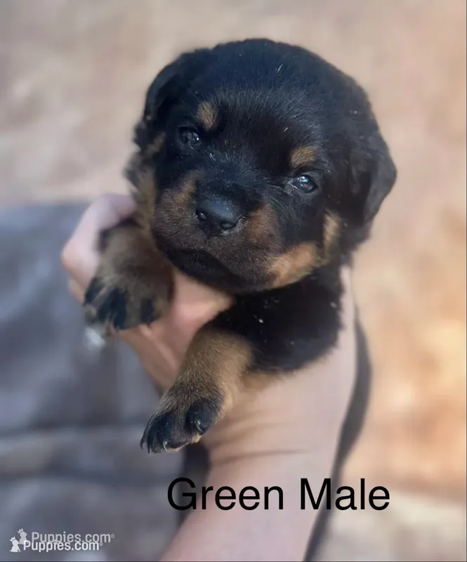 Green Male  – Rottweiler puppy for sale in Asheboro, NC