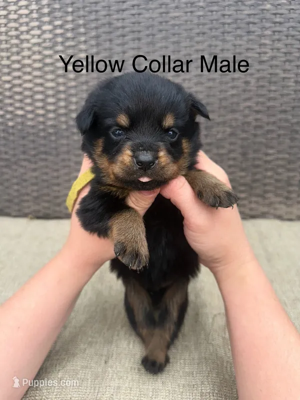 Yellow Collar Male  – Rottweiler puppy for sale in Asheboro, NC