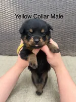 Yellow Collar Male , a male Rottweiler for sale in Asheboro, NC – 3 of 7