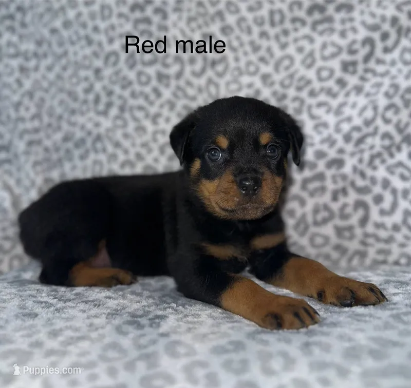 Red Collar Male  – Rottweiler puppy for sale in Asheboro, NC