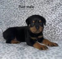 Red Collar Male , a male Rottweiler for sale in Asheboro, NC – 2 of 6