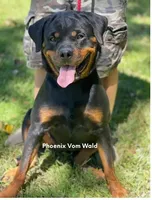 Yellow male , a male Rottweiler for sale in Asheboro, NC – 3 of 3