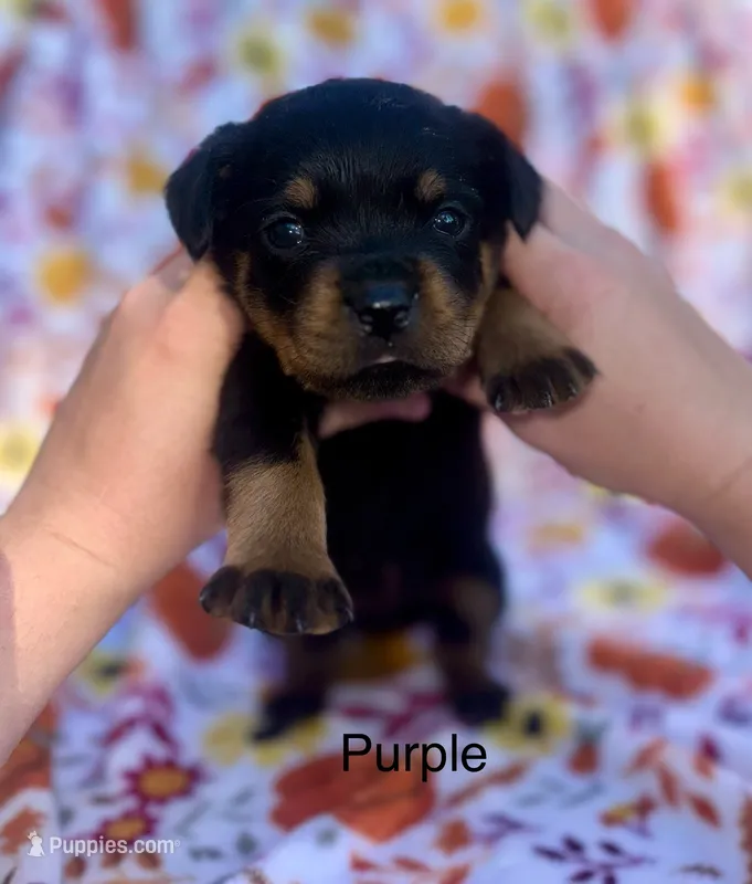 Purple female  – Rottweiler puppy for sale in Asheboro, NC