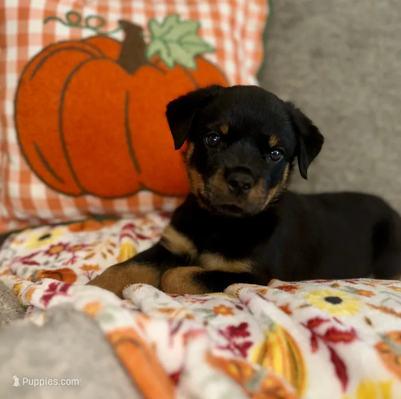Yellow male  – Rottweiler puppy for sale in Asheboro, NC