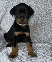 Light Pink Collar Female , a female Rottweiler for sale in Asheboro, NC – 3 of 7