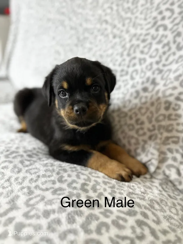 Green Collar Male  – Rottweiler puppy for sale in Asheboro, NC