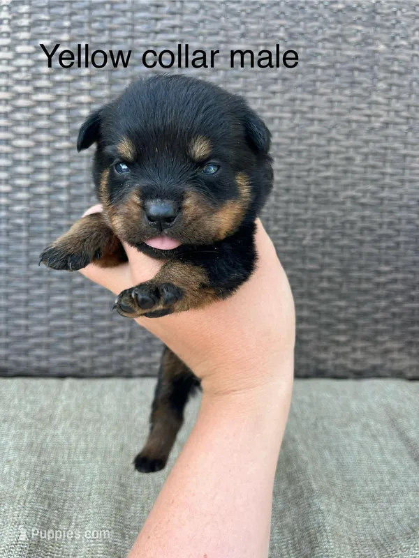 Yellow Collar Male  – Rottweiler puppy for sale in Asheboro, NC