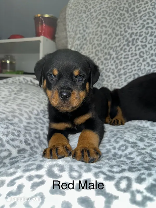 Red Collar Male  – Rottweiler puppy for sale in Asheboro, NC