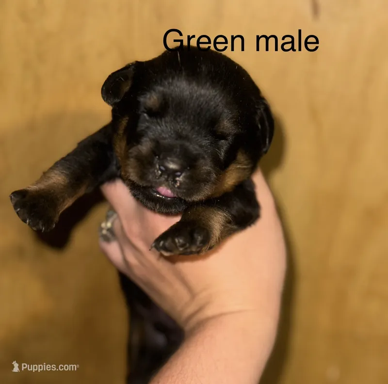 Green male  – Rottweiler puppy for sale in Asheboro, NC