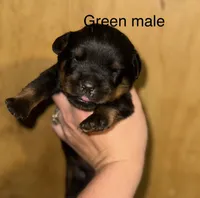 Green male , a male Rottweiler for sale in Asheboro, NC – 1 of 3