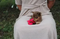 Ruby, a female Chihuahua for sale in Versailles, MO – 2 of 3